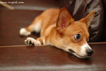 DSC_1640-lily
