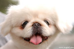DSC_1958-white