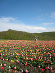 
Tulip Park 5