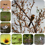 collage1a