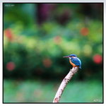 IMG_1585dpphdjpg