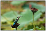 _D3_0191dppsmall