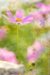 DSCF2499