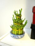 15.2.2010 Home (2)
