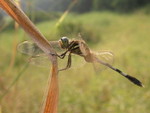 Damselfly - By Simon