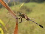 Damselfly - By Simon