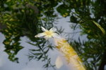 DSCF7023