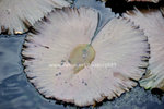 FY0_1277