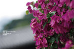 20090126_dh_3