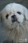 20090119_DOG_1