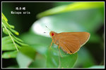���˽�080701