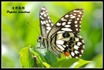 �F����080701