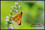 �_�����ǧ˽�080720