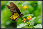 �n��080720_1