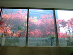 DSCF6810