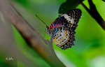 �ձa���潺 (female)
