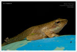 Brown Tree Frog ���L�x��� @ TPK