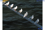  Frankfurt 040