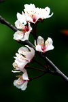 IMG_1493a