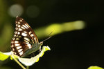 IMG_0219a