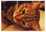 cat01