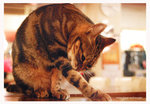 cat02