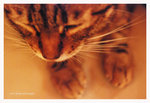 cat03