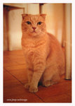 cat04