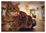 cat05