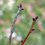 budding_cover