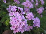 IMG_5597