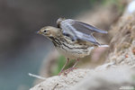 juv