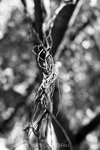 IMG_7889