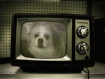 PhotoFunia_16c69