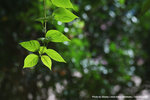 IMG_0267_1