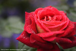 CRW_8358_1