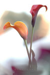 ���߷R�� ��c�i��2006 ��Sweetheart. Flower Show 2006