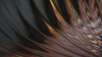 ���ۼv�ͻH �����v�� ��Wing of Fantasy. Glass Album