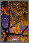 ������ �E�s���� ��Kowloon Park Autumn