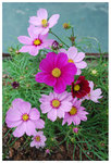 ����^�p�j ��c�i�� 2009 �D�D�� ��^ (�w�����Y) ��Lady Cosmos. Flower Show 2009 /Cosmos/ F(0909) / (German Lens)
