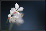 ���ᤧ�ʤH(�@) �L���W ��FlowerLover(1). Repulse Bay