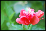���`�������j���� ��China Rose. Sham Shui Po / F(0918)
