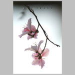 ���᫺�R�� ���v�� (0701) ��Flower & Leaf Series F(0701)