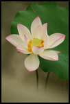 ���������� ������a���� ��Lotus Fantasy. Hongkong Wetland Park