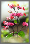 ���������  ���� ��The Flower Of Walled Village. Yuen Long
