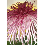 �����i�� ��Ⱦǰ| ��Chrysanthemum(1). Yuen Yuen Institute