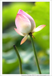 Lotus_25s