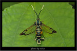 ���z�͸�
Synanthedon sp.