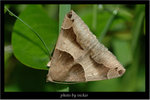 �ۺh�y�]�j
Dysgonia stuposa