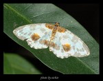 ���P�ظ�
Abraxas amicula